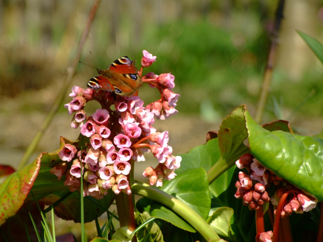 Bergenie mit Pfauenauge